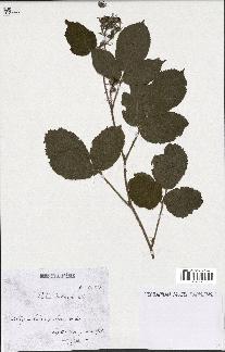 spécimen de Rubus bellardii