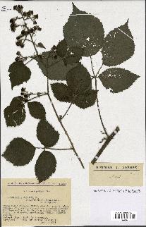 spécimen de Rubus pallidus