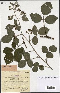 spécimen de Rubus pallidus