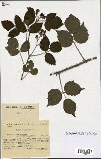 spécimen de Rubus pallidus