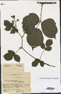 spécimen de Rubus pallidus