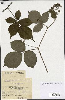 spécimen de Rubus pallidus