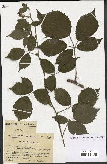 spécimen de Rubus pallidus