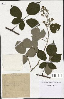 spécimen de Rubus bifrons