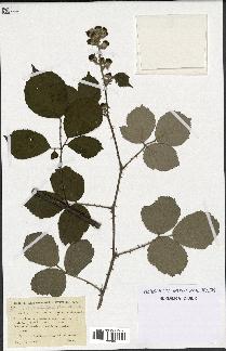 spécimen de Rubus propinquus