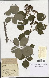 spécimen de Rubus propinquus