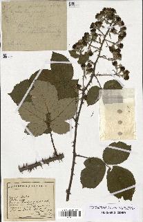 spécimen de Rubus propinquus