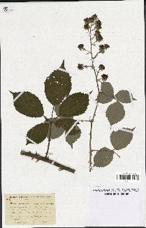 spécimen de Rubus propinquus