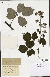 spécimen de Rubus propinquus