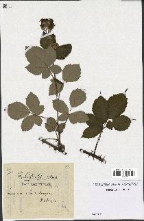 spécimen de Rubus gilloti