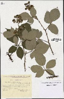 spécimen de Rubus gilloti