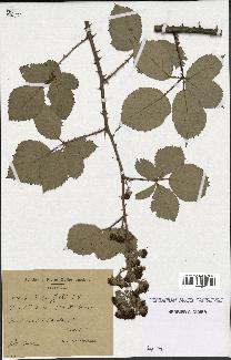 spécimen de Rubus gilloti