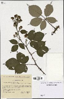 spécimen de Rubus gilloti