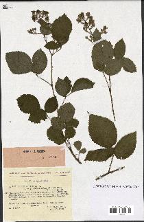 spécimen de Rubus hirtus