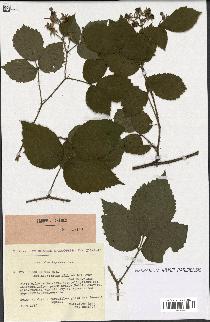 spécimen de Rubus hirtus