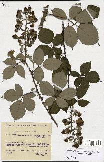 spécimen de Rubus gilloti