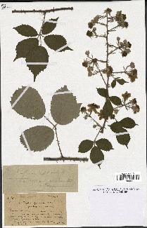 spécimen de Rubus conspicuus