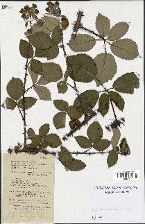 spécimen de Rubus gillotii