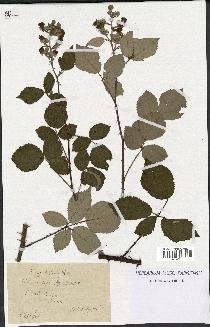 spécimen de Rubus bifrons