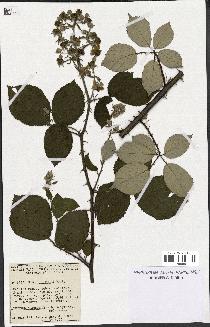 spécimen de Rubus bifrons
