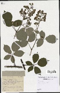 spécimen de Rubus bifrons