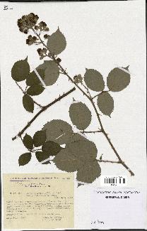 spécimen de Rubus alterniflorus