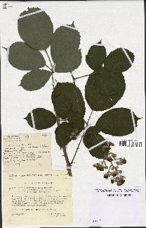 spécimen de Rubus argenteus