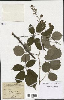 spécimen de Rubus ulmifolius