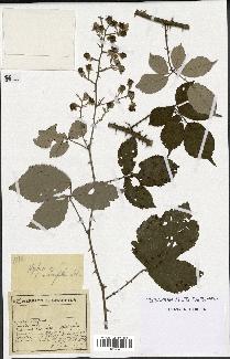 spécimen de Rubus ulmifolius