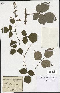 spécimen de Rubus ulmifolius