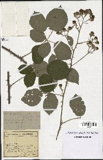 spécimen de Rubus ulmifolius