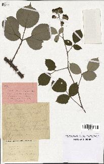 spécimen de Rubus propinquus