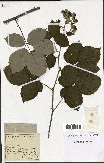 spécimen de Rubus propinquus