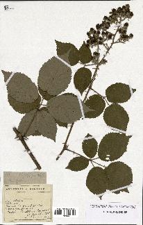 spécimen de Rubus propinquus