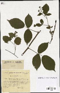 spécimen de Rubus rivularis