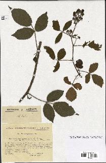 spécimen de Rubus rivularis