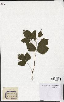 spécimen de Rubus saxatilis