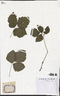 spécimen de Rubus saxatilis