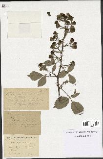 spécimen de Rubus lepidus