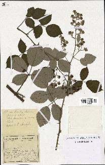 spécimen de Rubus ulmifolius