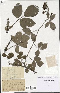 spécimen de Rubus vulnerificus