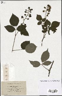 spécimen de Rubus speciosus