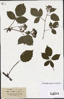 spécimen de Rubus hemistemon