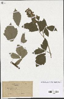 spécimen de Rubus tomentosus