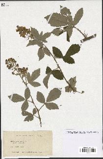 spécimen de Rubus tomentosus