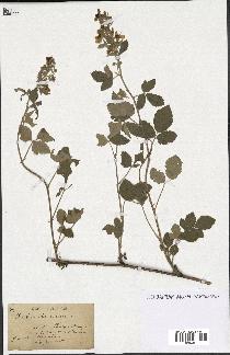 spécimen de Rubus tomentosus