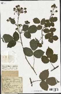 spécimen de Rubus vallisparsus