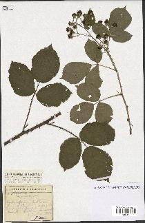 spécimen de Rubus vallisparsus