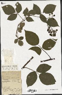 spécimen de Rubus vallisparsus