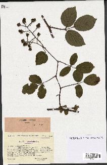 spécimen de Rubus hirtus